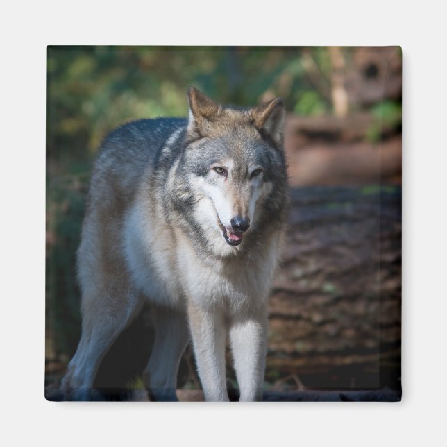 Grey wolf magnet (Front)