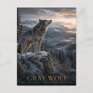 Grey Wolf Mountain Wilderness ANIMALS Postcard