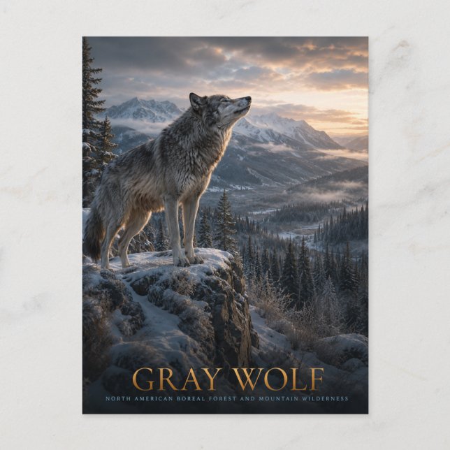 Grey Wolf Mountain Wilderness ANIMALS Postcard (Front)
