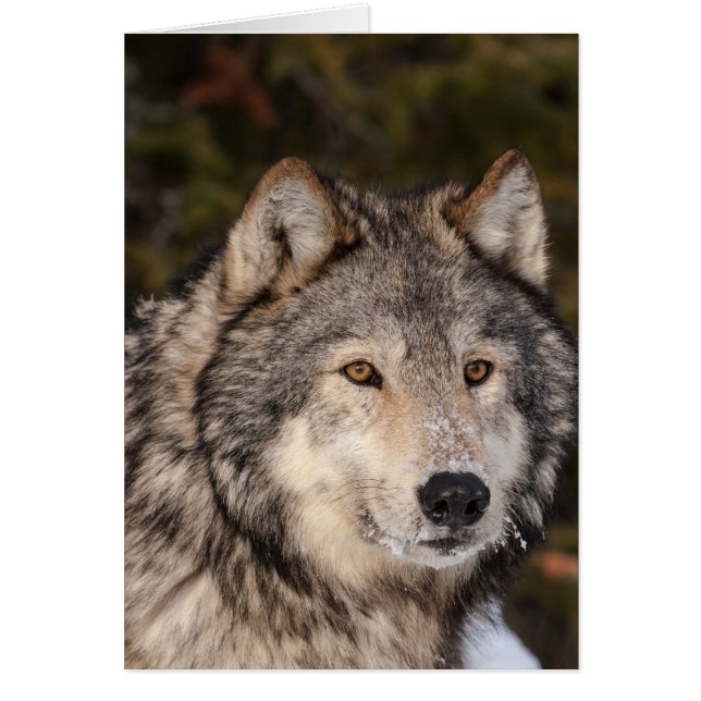 Grey Wolf Note Card (Front)