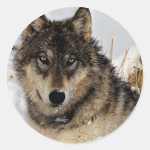 Grey Wolf or Timber Wolf Laying in the Snow Classic Round Sticker