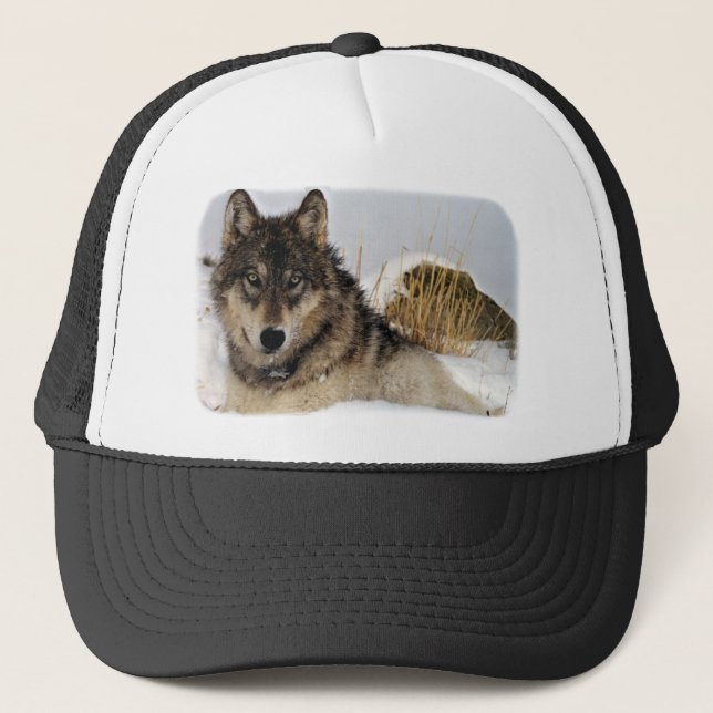 Grey Wolf or Timber Wolf Laying in the Snow Trucker Hat (Front)