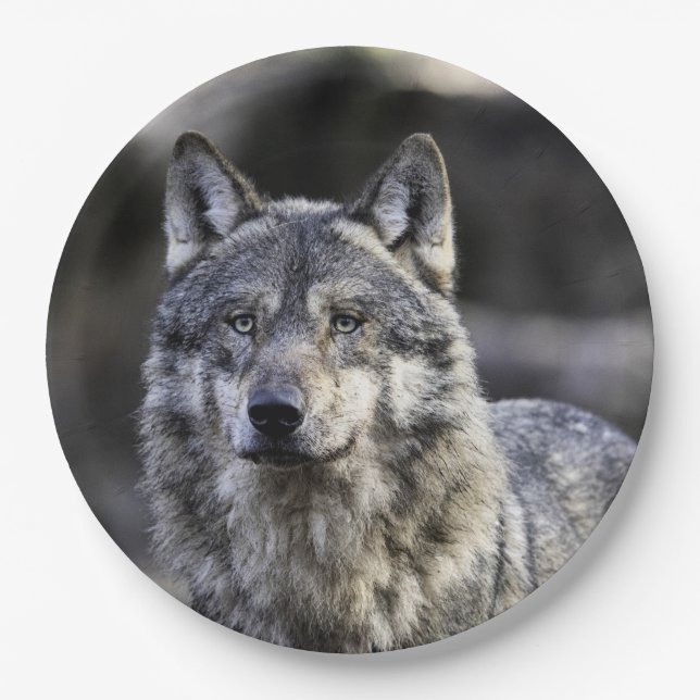 Grey Wolf Paper Plate (Front)