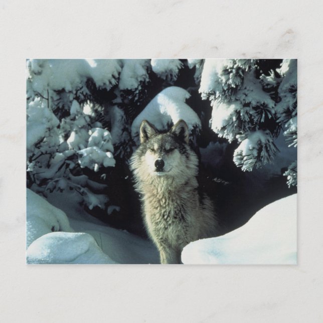 Grey Wolf Postcard (Front)