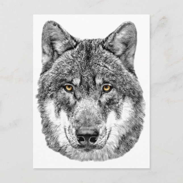 Grey Wolf Postcard (Front)