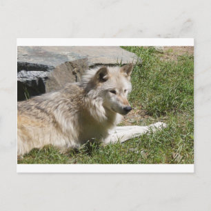Grey Wolf Postcard
