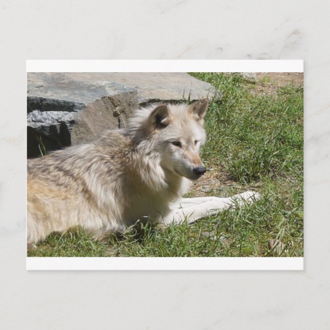 Grey Wolf  Postcard (Front)