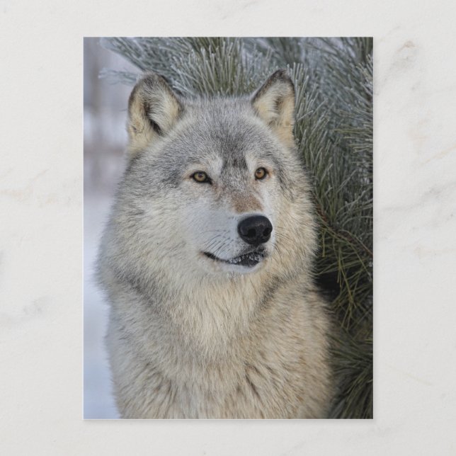 Grey Wolf Postcard (Front)