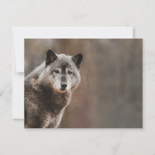 Grey Wolf Postcard