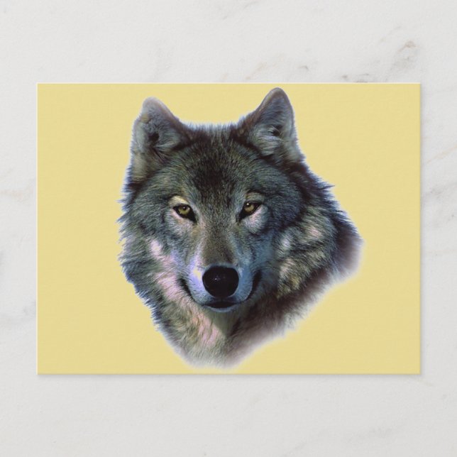 Grey Wolf Postcard (Front)