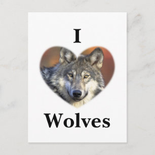 Grey Wolf Postcard