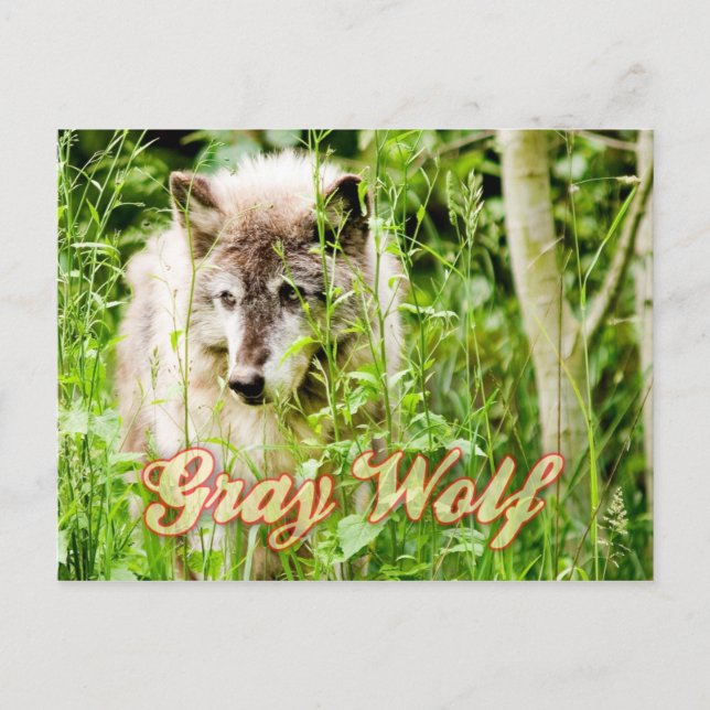 Grey Wolf Postcard (Front)