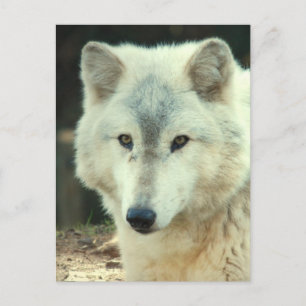 Grey Wolf Postcard