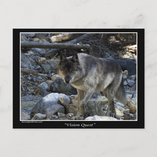 Grey Wolf Postcards (Front)