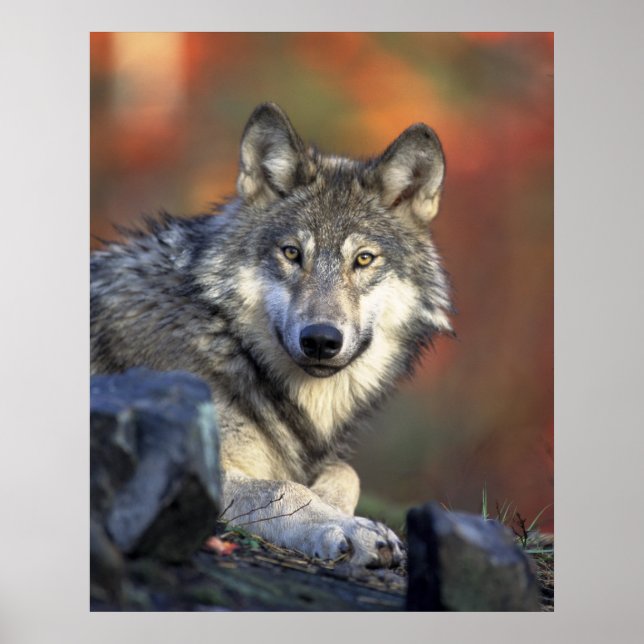 Grey Wolf Poster (Front)