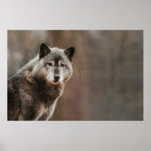 Grey Wolf Poster