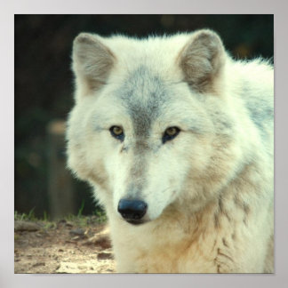 Grey Wolf Print