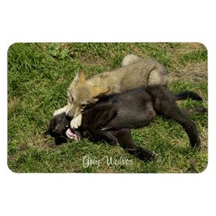 Grey Wolf Pups Wildlife Magnet