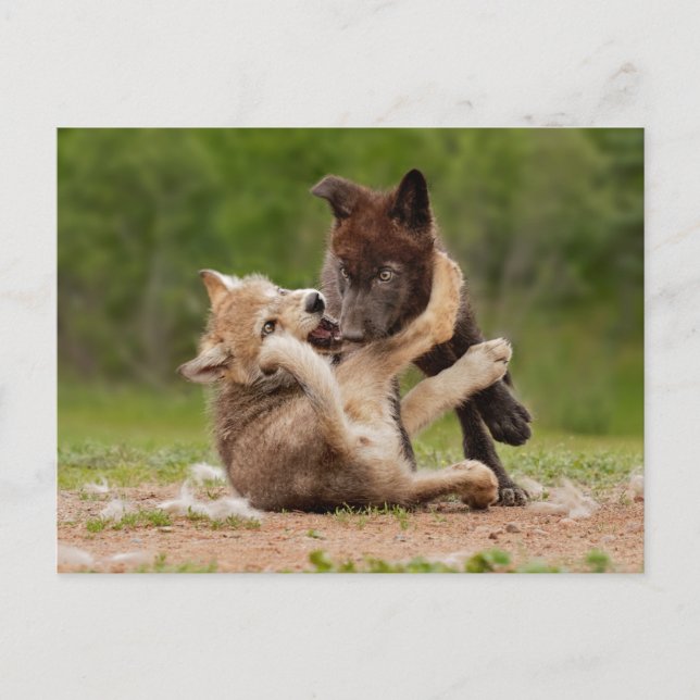 Grey Wolf Pups Wrestling Postcard (Front)