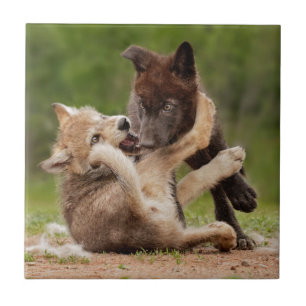 Grey Wolf Pups Wrestling Tile
