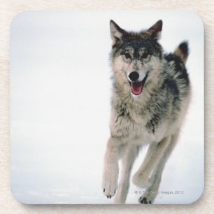 Grey wolf running coaster