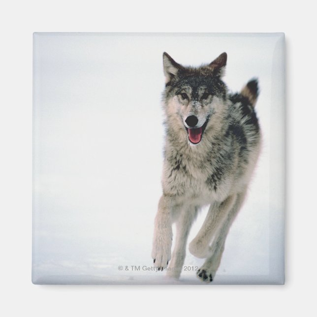 Grey wolf running magnet (Front)