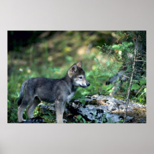 Grey Wolf-small pup in green woods Poster