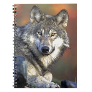 Grey Wolf Spiral Notebook