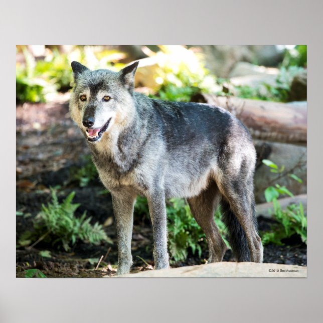 Grey Wolf Standing Alone Poster (Front)