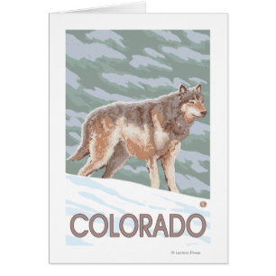 Grey Wolf StandingColorado