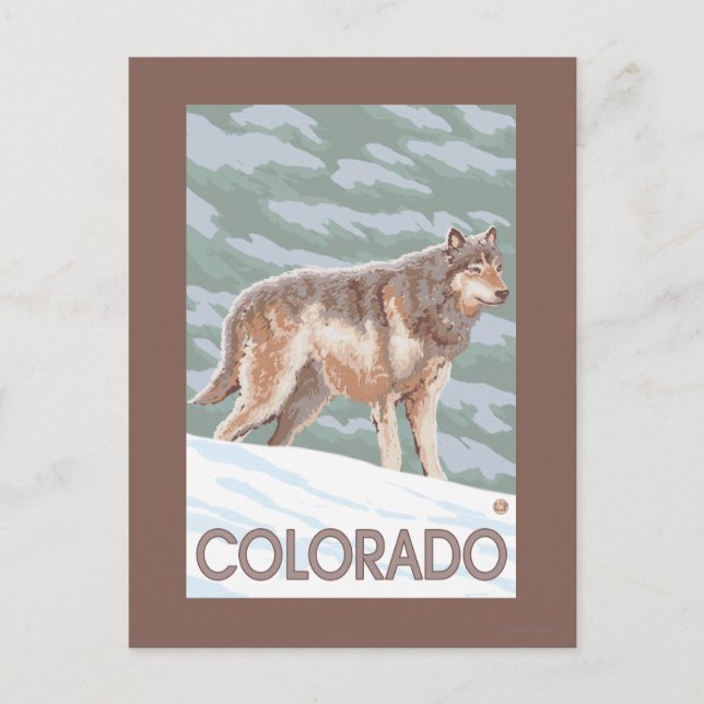 Grey Wolf StandingColorado Postcard (Front)