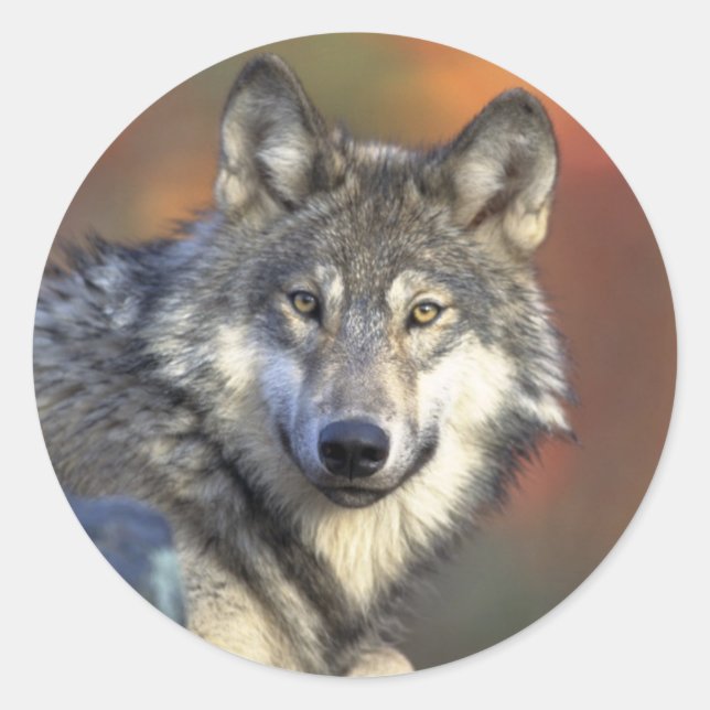 Grey Wolf Sticker (Round) (Front)