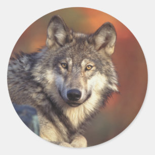 Grey Wolf Stickers