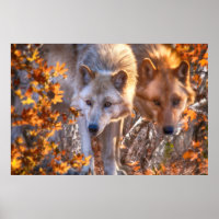 Grey Wolf "SUGAR MAPLE WOLVES"
