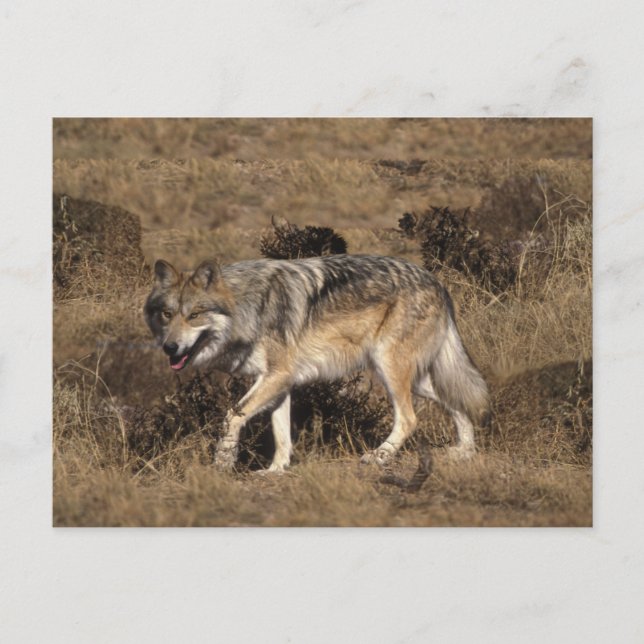 Grey Wolf - Timber Wolf - Red Wolf Series Postcard (Front)