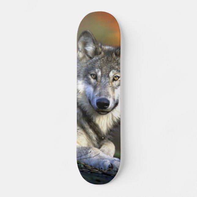 Grey Wolf - Timber Wolf - Red Wolf Series Skateboard (Front)