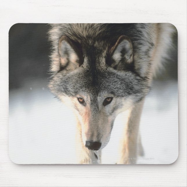 Grey wolf walking mouse pad (Front)