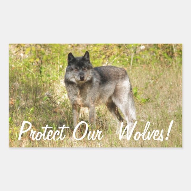 Grey Wolf & Wilderness Photo Gift Rectangular Sticker (Front)