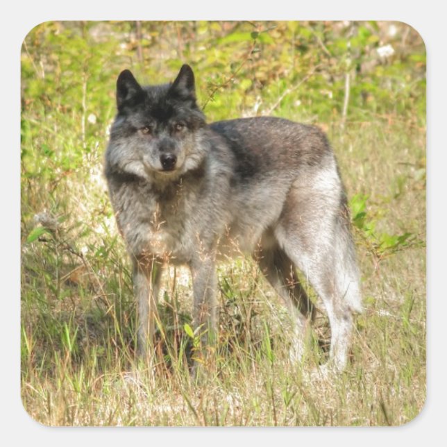 Grey Wolf & Wilderness Photo Gift Square Sticker (Front)