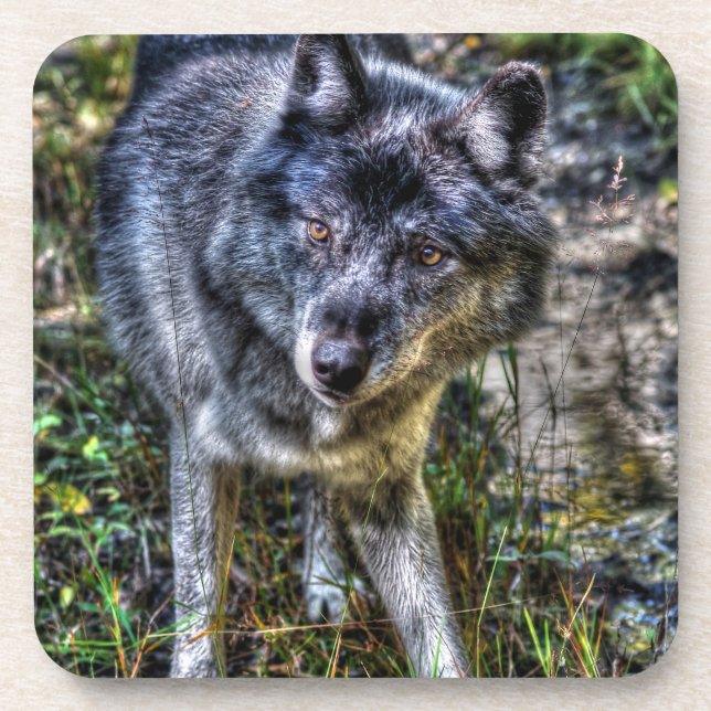 Grey Wolf & Wilderness Wildlife Photo Portrait Coaster (Front)