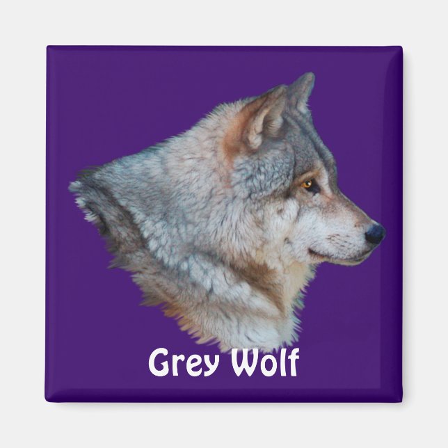 GREY WOLF Wildlife Magnet Collection (Front)