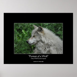 Grey Wolf Wildlife Photo Portrait Poster