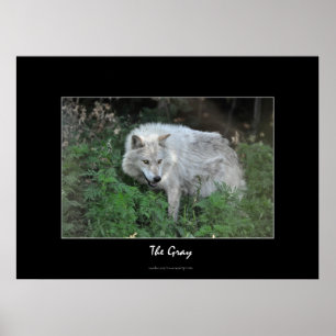 Grey Wolf Wildlife Photo Portrait Poster