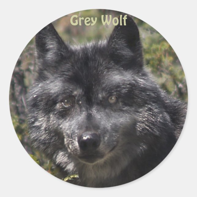 GREY WOLF Wildlife Supporter Stickers (Front)