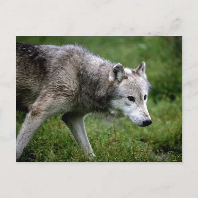 Grey wolf, wolf postcard (Front)