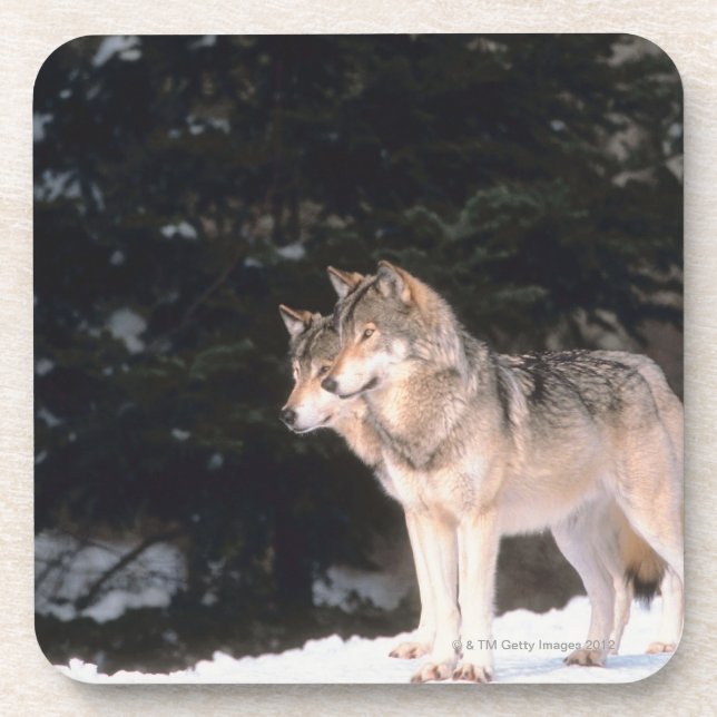Grey wolves coaster (Front)