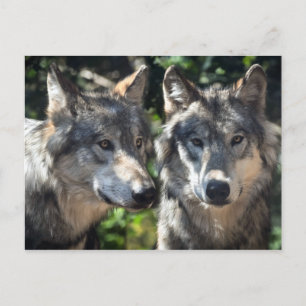 Grey Wolves in the Wild Postcard