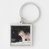 Grey wolves