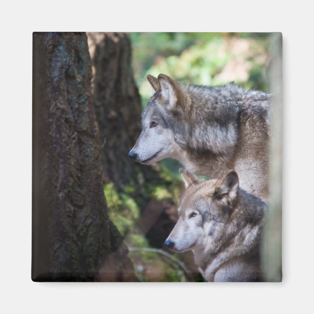 Grey wolves magnet (Front)