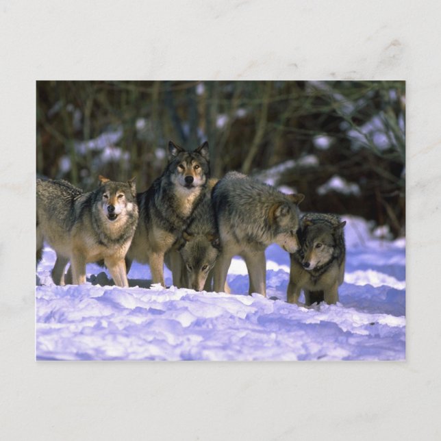 Grey Wolves-pack at edge of snowy forest Postcard (Front)